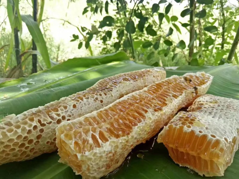 【蜂蜜】缅甸蜂蜜产地直供保质保量一手货源欢迎致电