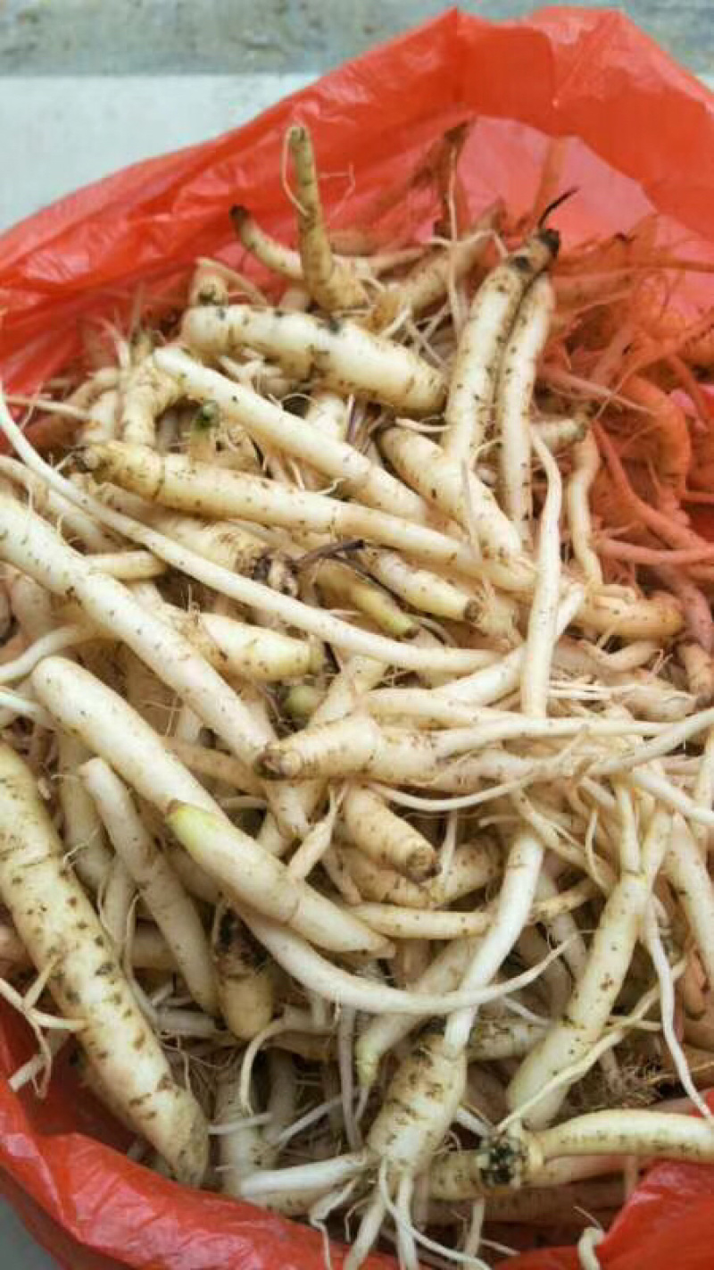 土党参鲜货（包邮），量大价优，薄利多销，一手货源批发，量