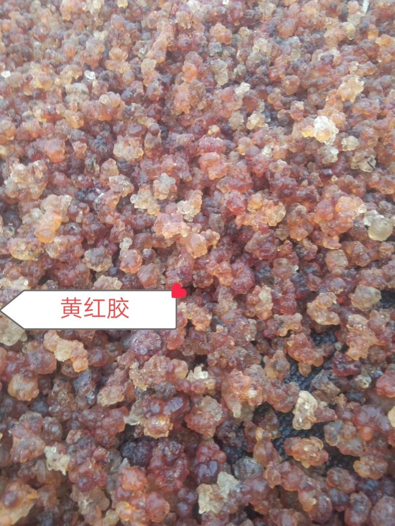 湖北天然桃胶干净人工挑选杂质少口感Q弹另大量收购桃