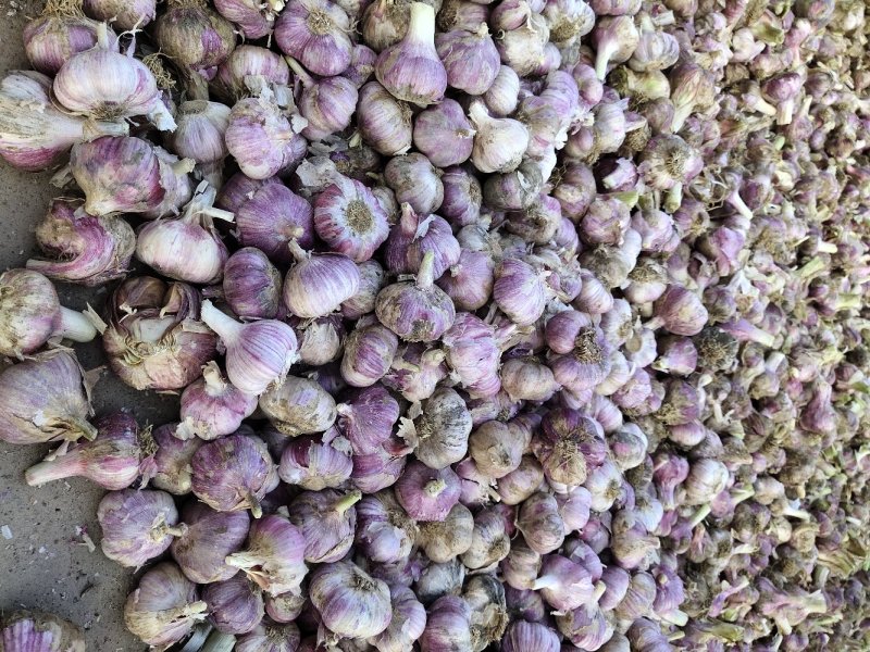 弥渡特产红蒜白皮紫蒜独头蒜已大量上市！价格便宜！蒜质好…