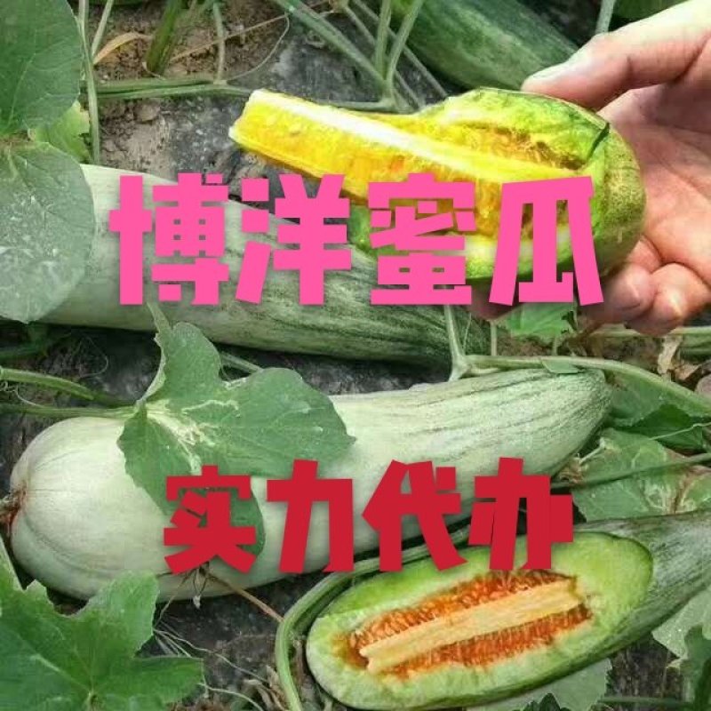 羊角蜜甜瓜羊角脆甜瓜产地直发新鲜采摘