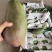 越南大青芒一件包邮代发