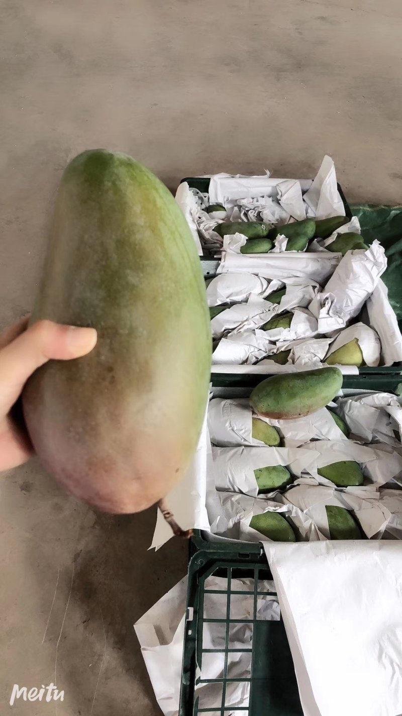 越南大青芒一件包邮代发