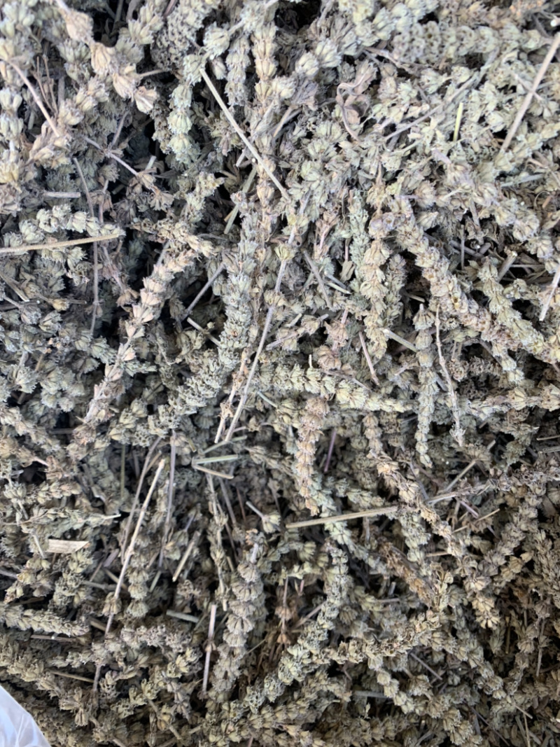 【荆芥穂】荆芥穗量大从优物美价廉产地直供