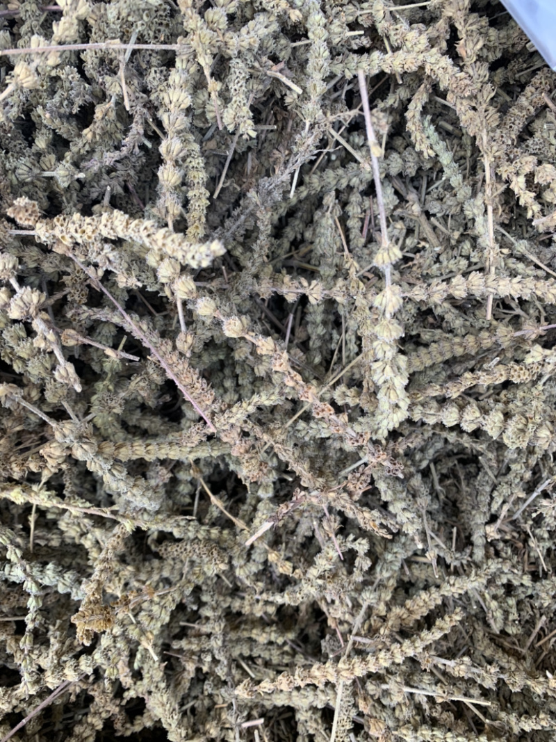 【荆芥穂】荆芥穗量大从优物美价廉产地直供