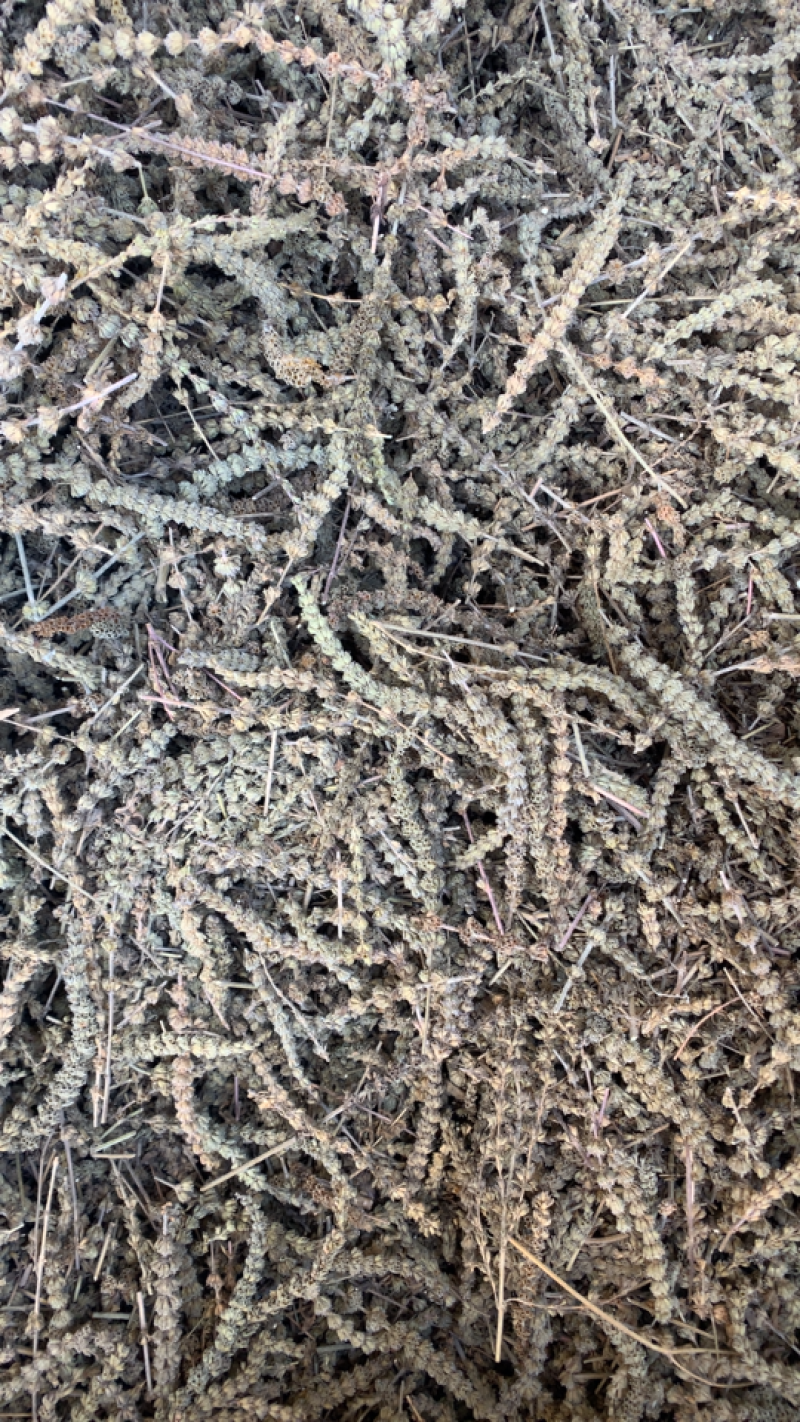 【荆芥穂】荆芥穗量大从优物美价廉产地直供