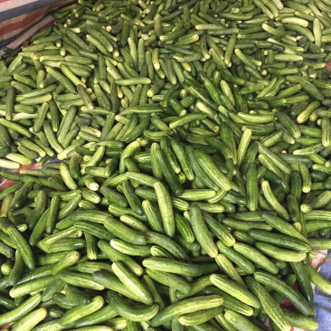 黄瓜
