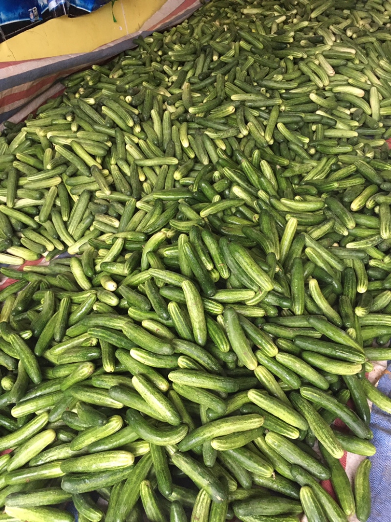 黄瓜