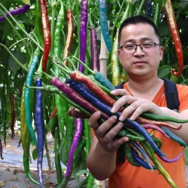 新型七彩辣椒种子四季播种观赏食用农家高产大田庭院阳台盆栽