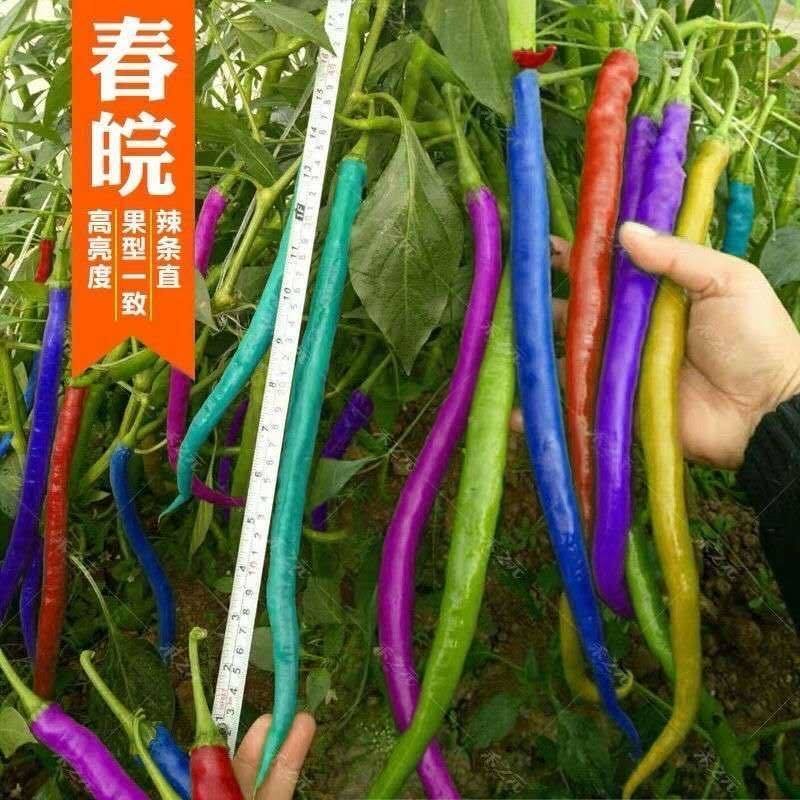 新型七彩辣椒种子四季播种观赏食用农家高产大田庭院阳台盆栽