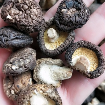 迷你小香菇，剪脚小香菇金钱菇很好吃