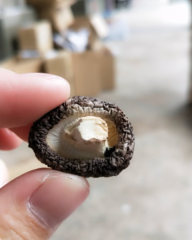迷你小香菇，剪脚小香菇金钱菇很好吃