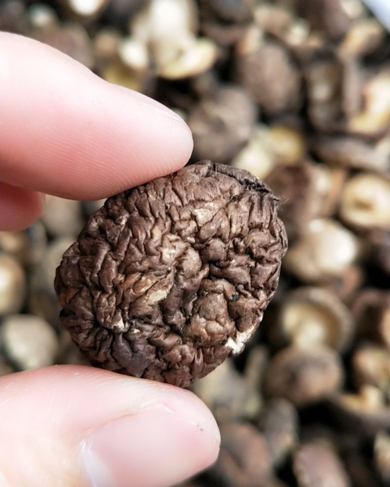 迷你小香菇，剪脚小香菇金钱菇很好吃