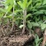 薄荷苗一年收获5-6茬多年生好种植好管理回收