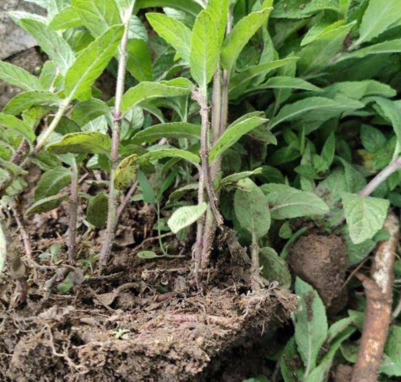 薄荷苗一年收获5-6茬多年生好种植好管理回收