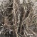 薄荷苗一年收获5-6茬多年生好种植好管理回收