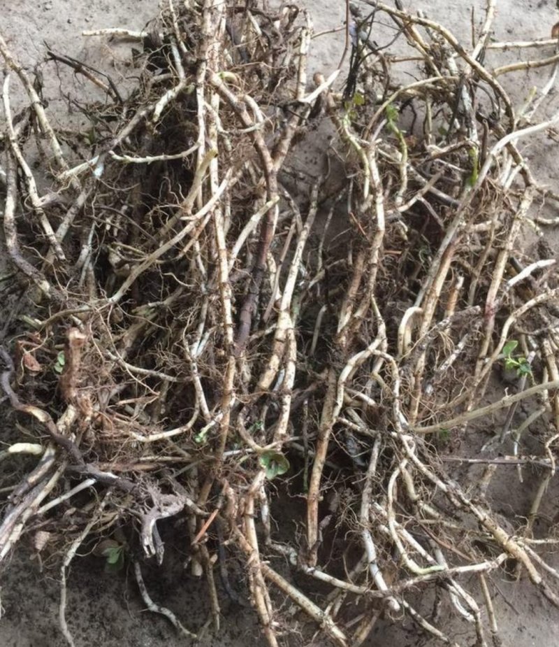 薄荷苗一年收获5-6茬多年生好种植好管理回收