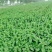 薄荷苗一年收获5-6茬多年生好种植好管理回收