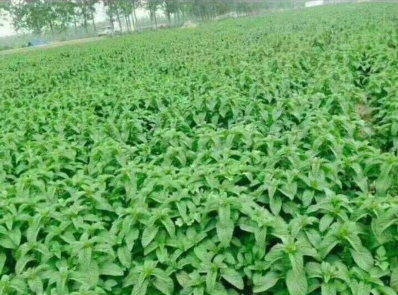 薄荷苗一年收获5-6茬多年生好种植好管理回收