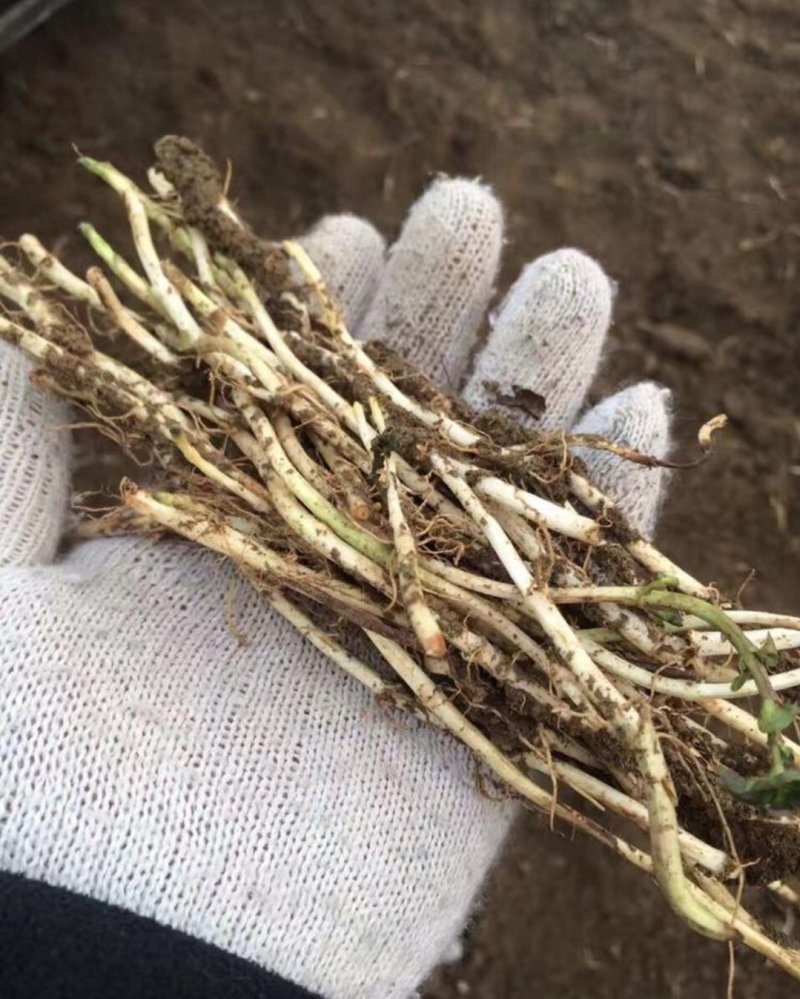 薄荷苗一年收获5-6茬多年生好种植好管理回收