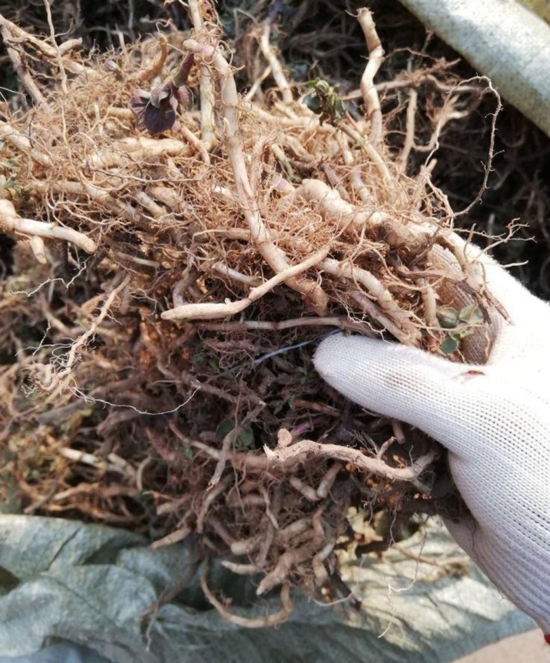 薄荷苗一年收获5-6茬多年生好种植好管理回收