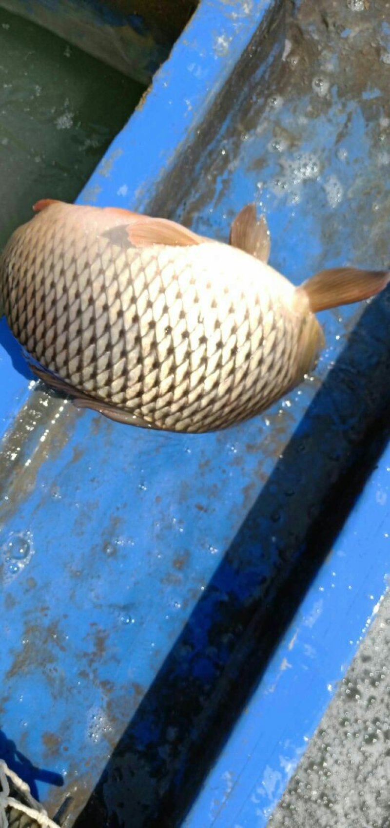 裸鲤苗，成品裸鲤，量大可以免费送货，基地直供