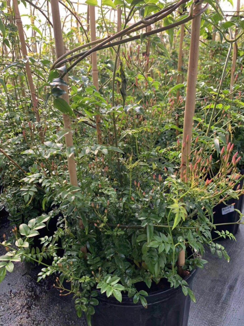 素馨花素馨花杯苗素馨花种植销售多花素馨