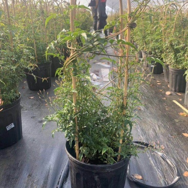 素馨花素馨花杯苗素馨花种植销售多花素馨
