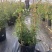 素馨花素馨花杯苗素馨花种植销售多花素馨