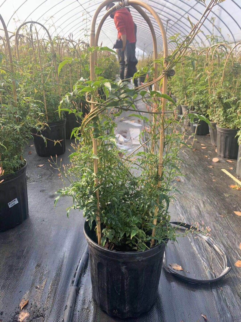 素馨花素馨花杯苗素馨花种植销售多花素馨
