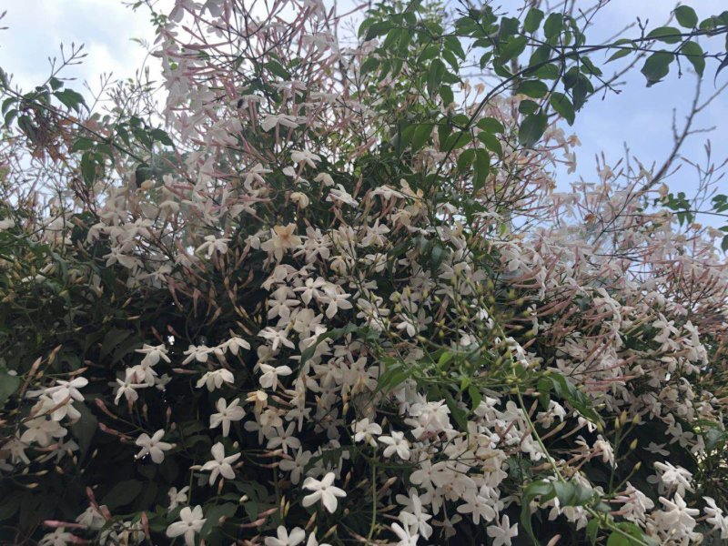 素馨花素馨花杯苗素馨花种植销售多花素馨