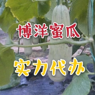 博洋61号博洋6号系列甜瓜社区团购一件代发产地直发