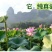 江西太空36号优质红花莲藕苗成活率高