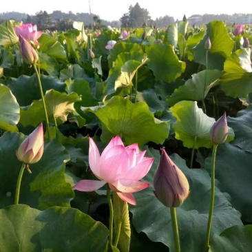 江西太空36号优质红花莲藕苗成活率高