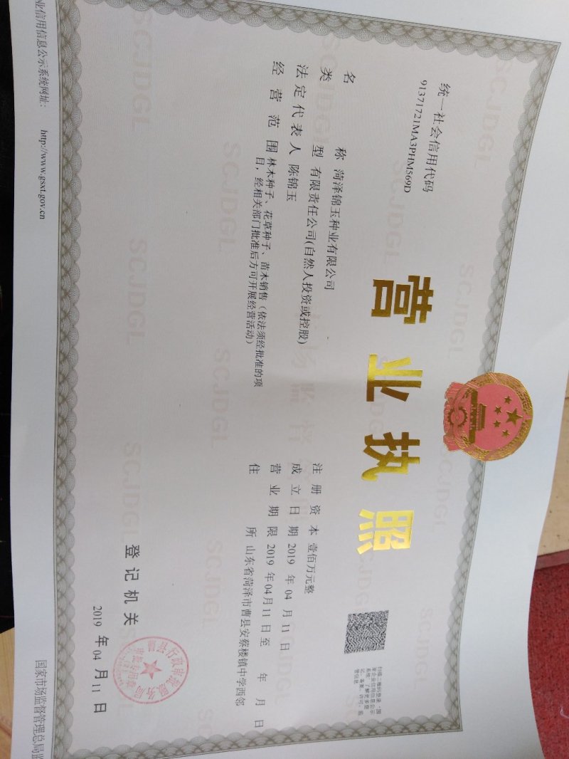 紫叶酢浆草紫叶杂浆草种球沾土就活花期长大量批发