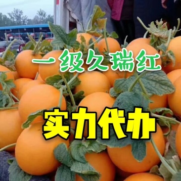 久红瑞甜瓜红瓜香瓜瑞红瓜大量供应实力代办