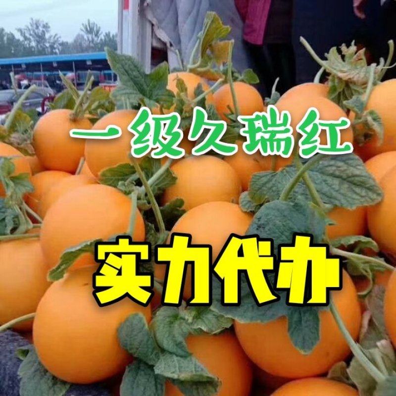 久红瑞甜瓜红瓜香瓜瑞红瓜大量供应实力代办