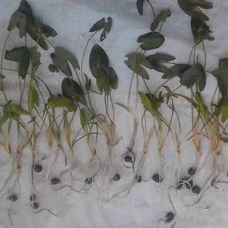 苏芡种子鸡头米高产苏芡无刺苏芡产量高