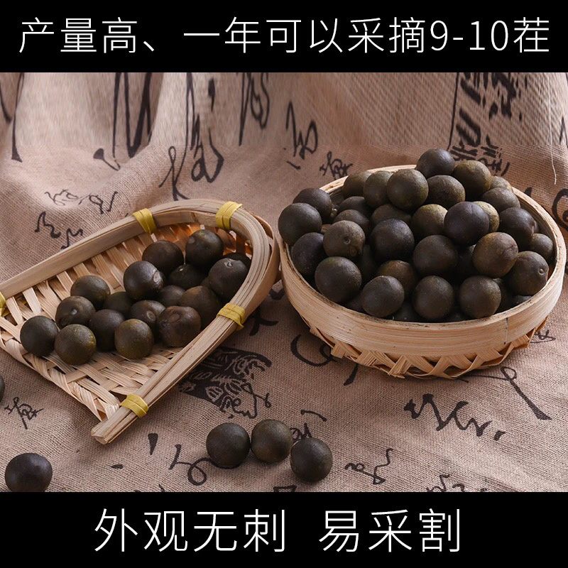 苏芡种子鸡头米高产苏芡无刺苏芡产量高