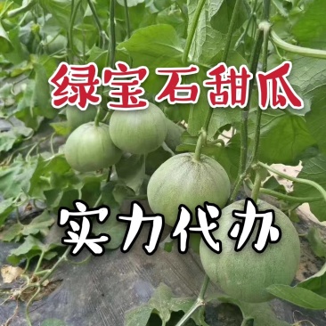 大量供应绿宝甜瓜绿宝甜瓜薄皮甜瓜对接社区团购实力代办