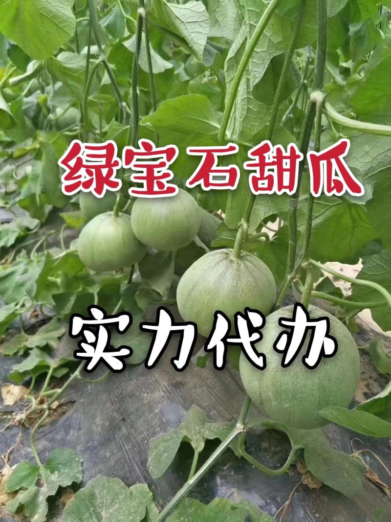 大量供应绿宝甜瓜绿宝甜瓜薄皮甜瓜对接社区团购实力代办