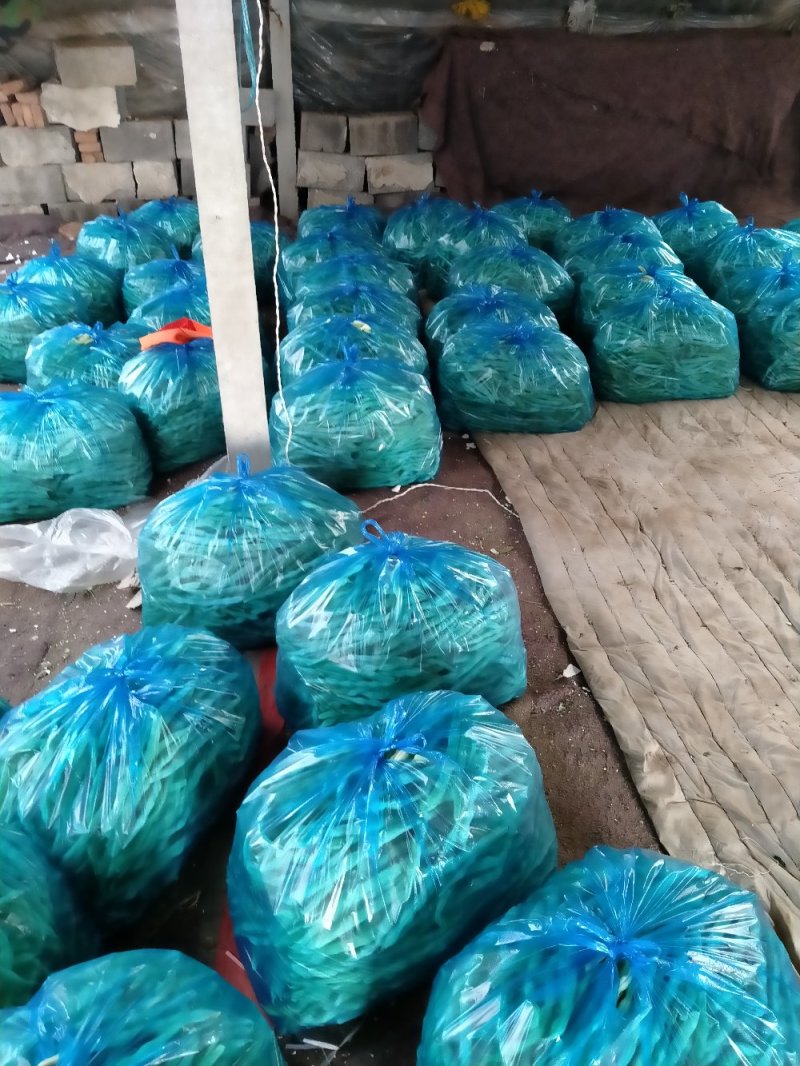 白不老精品芸豆
