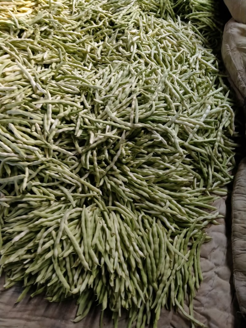 白不老精品芸豆