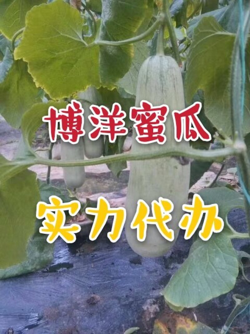 博洋甜瓜产地直发实力代办一件代发对接各大电商平台团