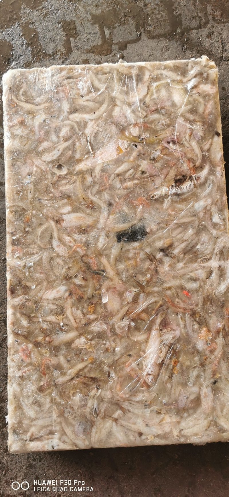 便宜饲料鱼龙虾料螃蟹料