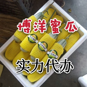 博洋蜜瓜博洋61甜瓜博洋9一件代发实力代办