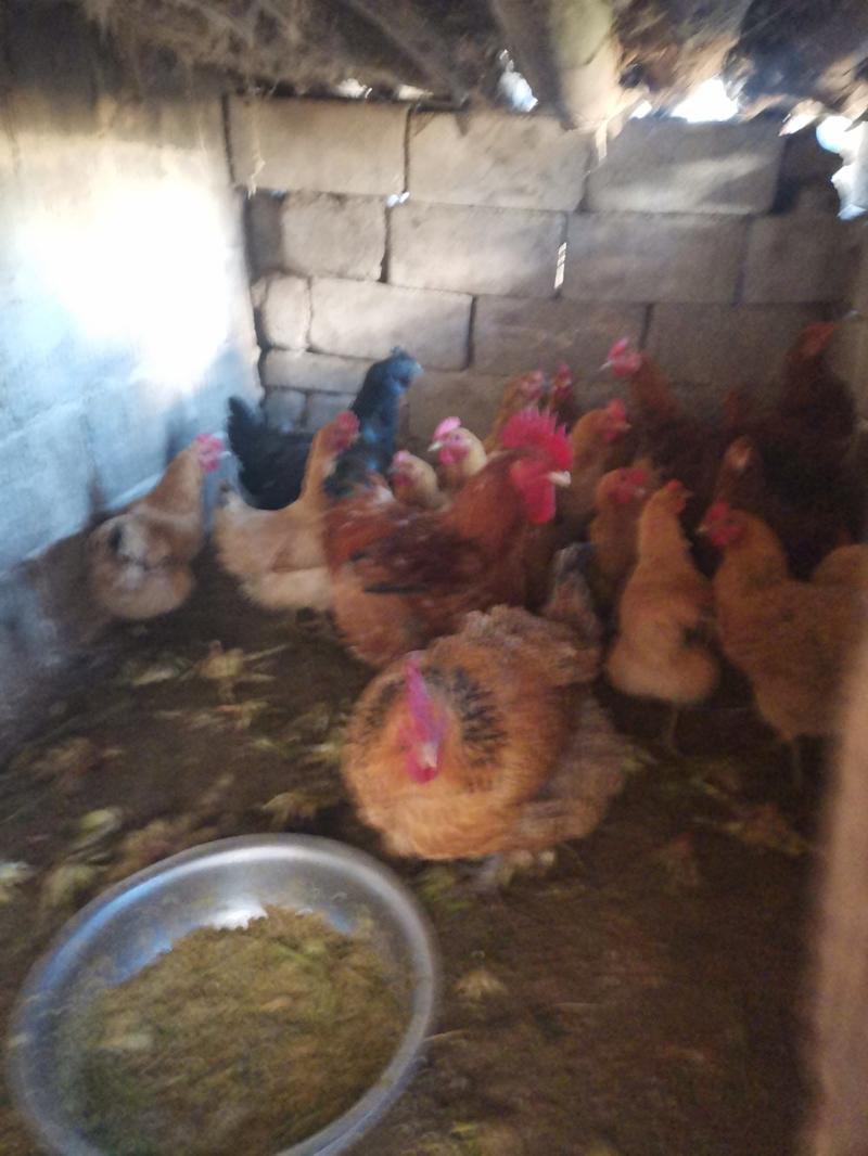 农村土鸡散养鸡原生态养殖的，农村柴鸡山上放养