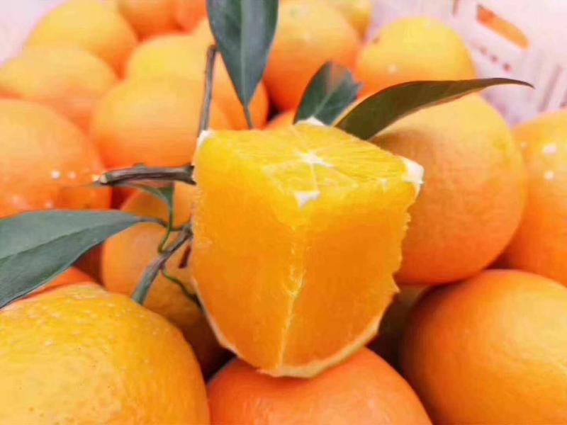 江西赣南脐橙品种多，皮薄汁多，个头大，价钱便宜！