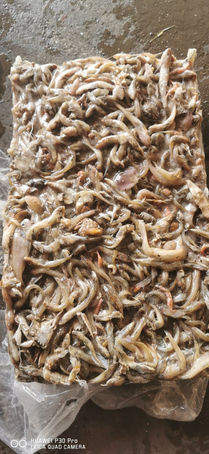 便宜饲料鱼狗光鱼沙胖头狗丁鱼