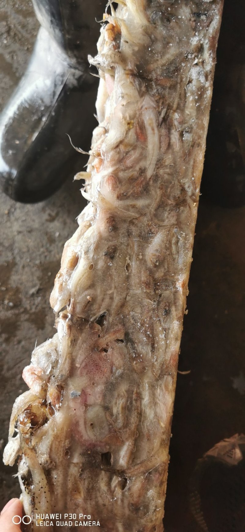 便宜饲料鱼狗光鱼沙胖头狗丁鱼